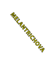 Melantrichova