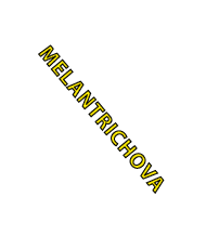 Melantrichova